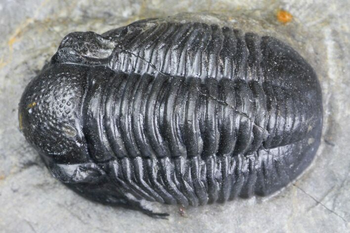 Bargain, Gerastos Trilobite Fossil - Morocco #145752